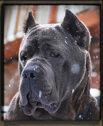 cane corso old world